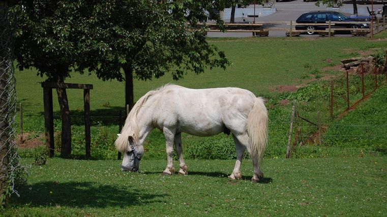 A white horse grazes in a green meadow. In the background, trees and parked cars are visible.