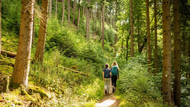 Twee personen wandelen op een smal pad door een groene bos. De bomen zijn hoog en de zon schijnt door het bladerdak.