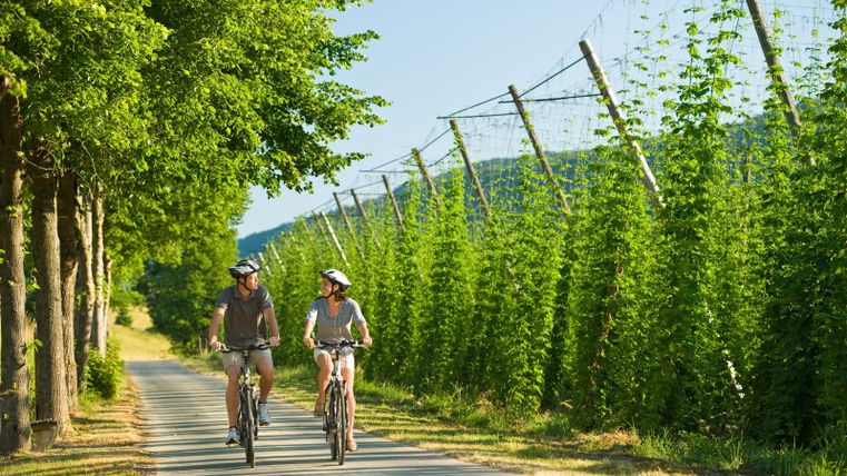 A couple of cyclists ride on a quiet path surrounded by tall hop plants. The sun is shining and it is a beautiful, clear day.