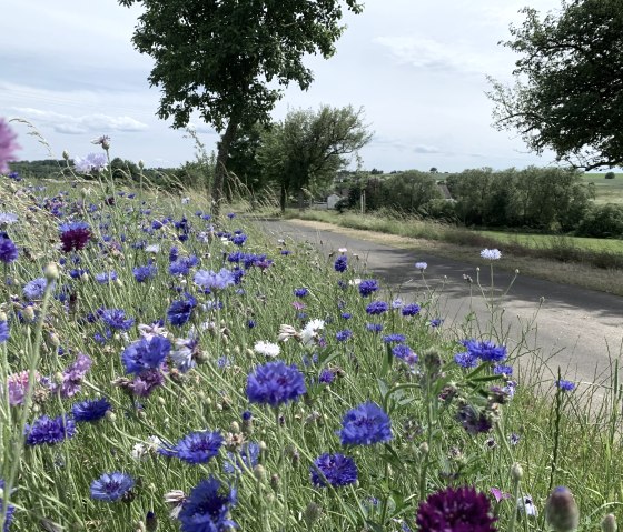 Prairie fleurie avec des fleurs bleues et violettes au bord du chemin, entour&eacute;e d'un paysage vert et d'arbres., &copy; Benjamin Milbach