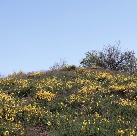 Ginsterheiden im Irsental, © Tourist-Information Islek