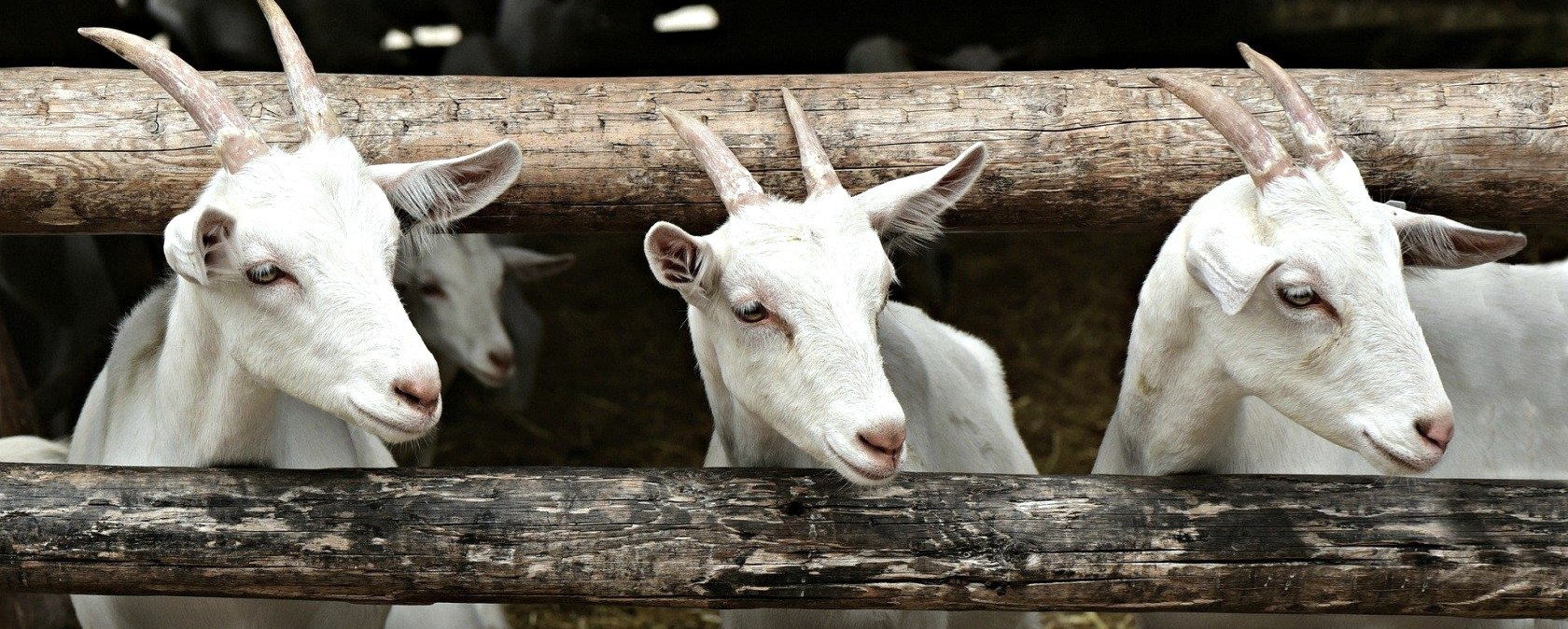 Ziegen, &copy; Felsenland S&uuml;deifel Tourismus