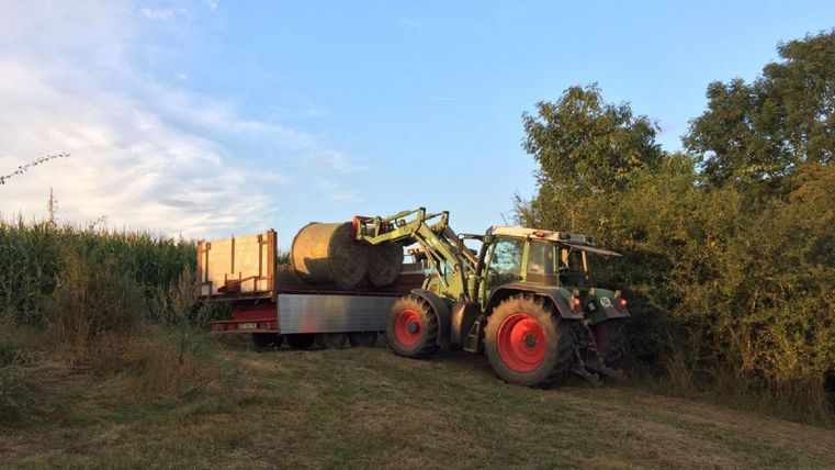A tractor is loading a large roll of hay onto a trailer. In the background, there are tall plants and a blue sky visible.
