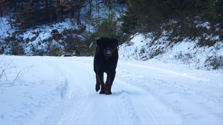 A Rottweiler is walking on a snowy path. In the background, trees and snow can be seen.