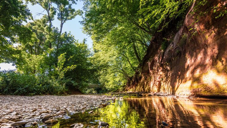 Ein ruhiger Fluss fließt durch einen grünen Wald. Die Sonnenstrahlen spiegeln sich im klaren Wasser.