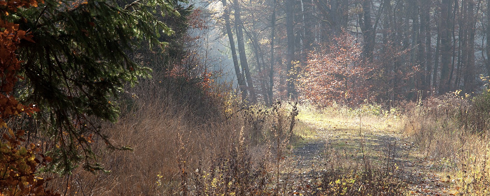 Un chemin forestier automnal dans la vall&eacute;e du Grimbach, bord&eacute; de feuillages color&eacute;s et &eacute;clair&eacute; par de doux rayons de soleil., &copy; V. Teuschler