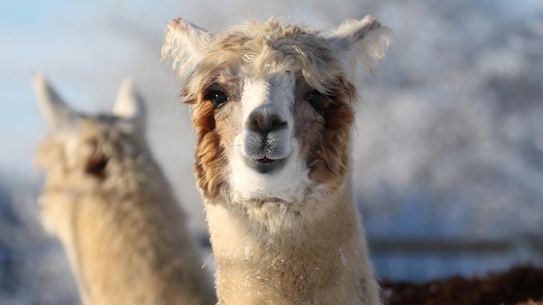 Ein freundliches Lama mit einem weichen, braunen und weißen Fell. Im Hintergrund ist ein weiteres Lama zu sehen.