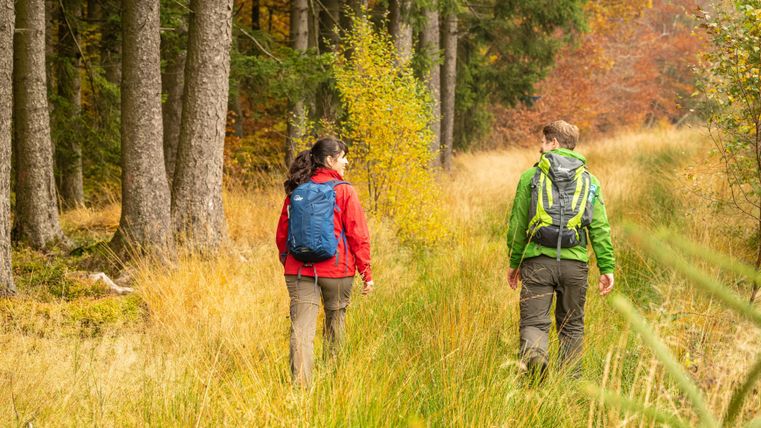 Zwei Wanderer gehen auf einem schönen Pfad durch einen herbstlichen Wald. Umgeben von buntem Laub und hohen Bäumen genießen sie die Natur.