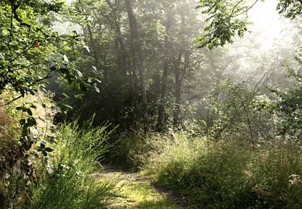 Un &eacute;troit chemin forestier traverse un &eacute;pais feuillage vert. La lumi&egrave;re du soleil traverse les arbres et cr&eacute;e une atmosph&egrave;re paisible., &copy; V. Teuschler