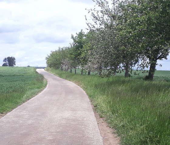 Entlang von Streuobstwiesen auf dem &Auml;pfelberg, &copy; Felsenland S&uuml;deifel Tourismus, Natalie Mainz