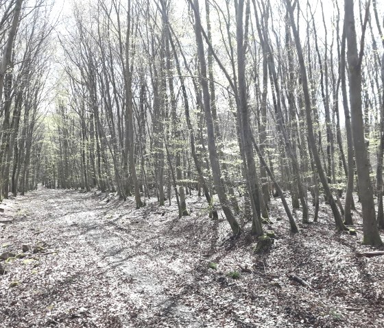 wald, &copy; Deutsch Luxemburgische Tourist Info