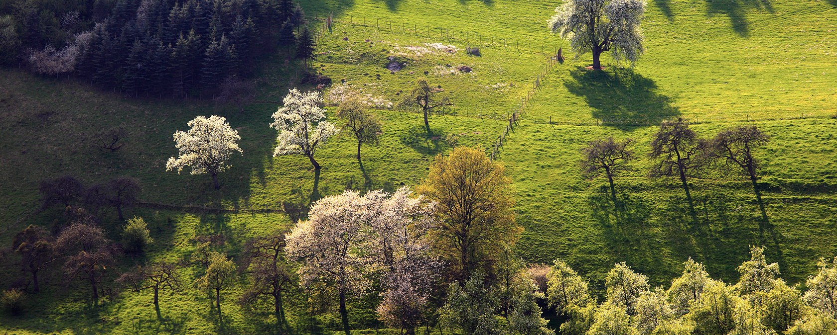 Vue a&eacute;rienne d'arbres en fleurs dans une verte prairie de la vall&eacute;e de la Pr&uuml;m. Le soleil projette de longues ombres, le paysage semble idyllique et paisible., &copy; Charly Schleder