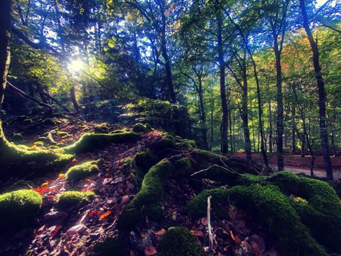 Ein malerischer Wald mit üppigem, grünem Moos und sanften Lichtstrahlen, die durch die Bäume fallen. Die Atmosphäre ist ruhig und natürlich.