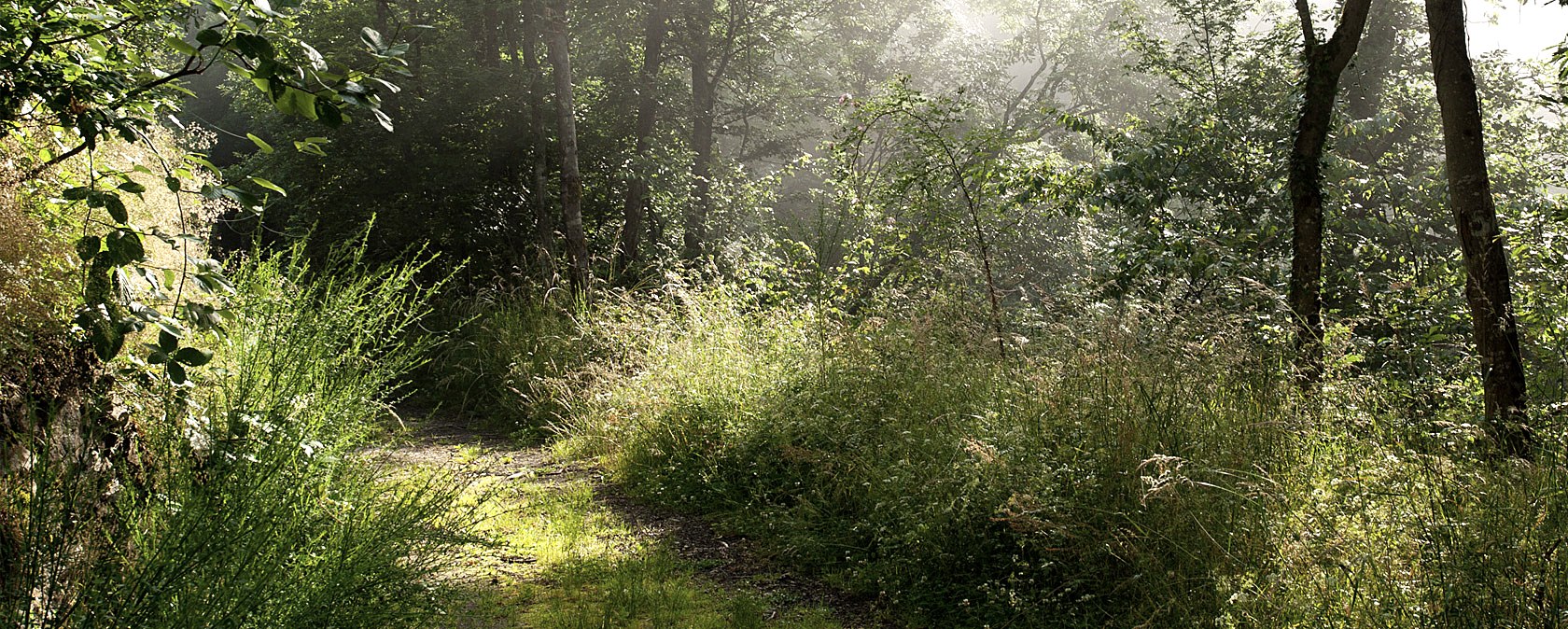 Un chemin forestier ensoleill&eacute;, entour&eacute; d'une &eacute;paisse verdure et d'arbres qui scintillent &agrave; la lumi&egrave;re., &copy; V. Teuschler