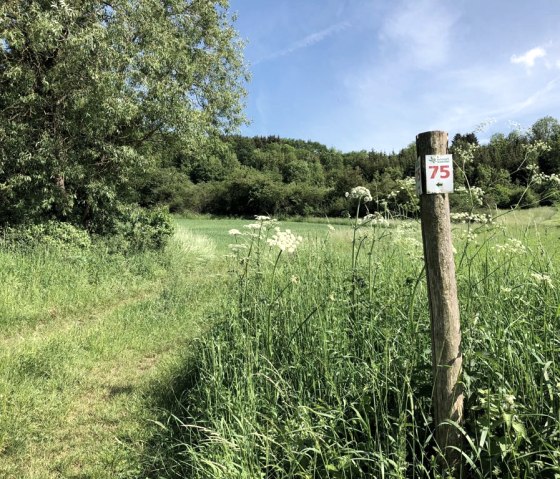 Een houten paal met de markering '75' staat op een groene weide in het natuurpark Zuid-Eifel. Op de achtergrond zijn bomen en een blauwe lucht te zien., &copy; TI Bitburger Land