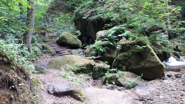 Ein schöner Waldweg mit großen, moosbewachsenen Steinen. Neben dem Weg fließt ein kleiner Bach.