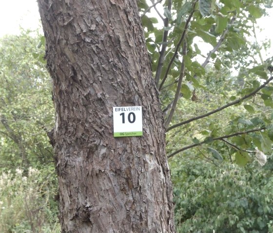 Un arbre avec un panneau de l'association Eifel, num&eacute;ro 10, dans la verdure., &copy; Eifelverein Ortsgruppe Speicher