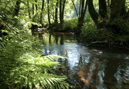 La rivi&egrave;re Irsen sur le sentier Irsen, &copy; Naturpark S&uuml;deifel, Joelle Mathias