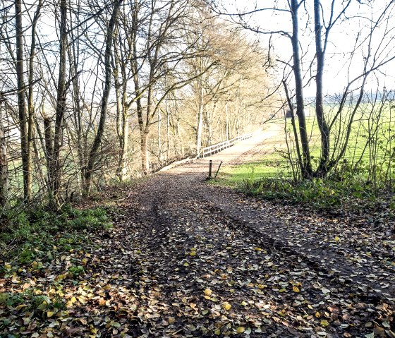 Ein mit Laub bedeckter Waldweg f&uuml;hrt entlang eines Zauns durch eine herbstliche Landschaft in Wi&szlig;mannsdorf., &copy; Georg Lotzkes