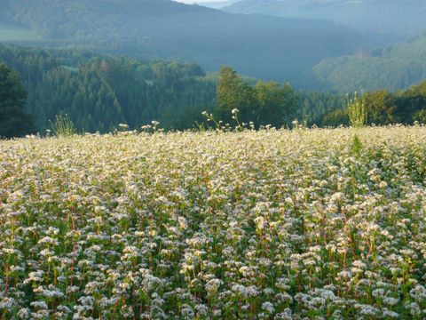A wide field with many small white flowers stretches to the horizon. In the background, gentle hills and forests can be seen.