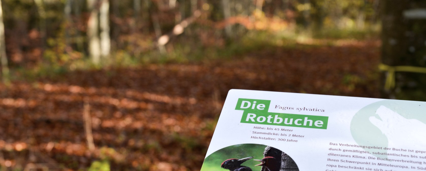 Ein Schild im Wald informiert &uuml;ber die Rotbuche (Fagus sylvatica) mit Details zur H&ouml;he, Stammdicke und Lebensdauer. Herbstliche Bl&auml;tter im Hintergrund., &copy; TI Bitburger Land