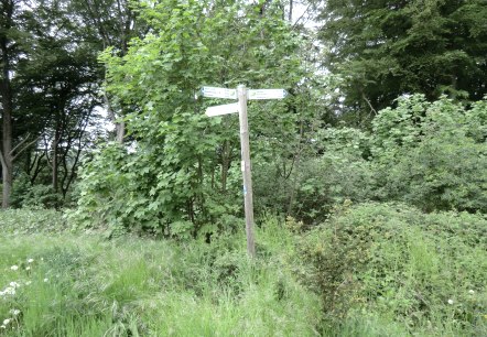 Schilderbaum, © Naturpark Südeifel, Ch. Schleder