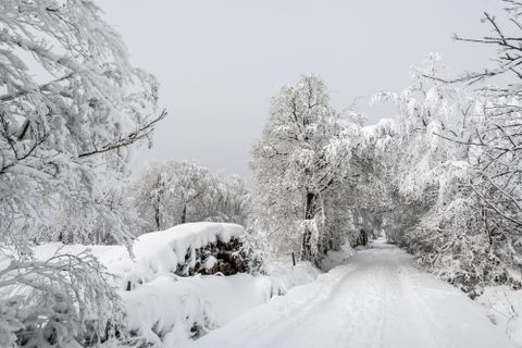 Een besneeuwd pad leidt door een winterlandschap. De bomen zijn zwaar bedekt met sneeuw en de lucht is grijs.