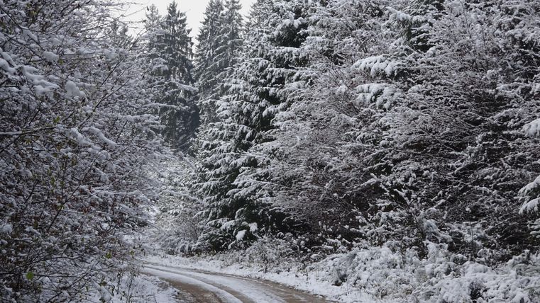 A snowy forest path with tall, snow-covered trees. The scene conveys a calm, wintry atmosphere.
