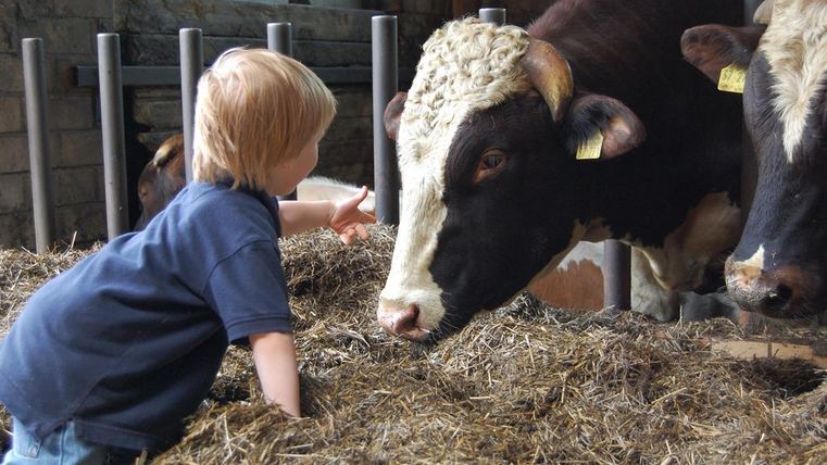 A boy leans over straw and points at a cow. In the background, more cows can be seen in the barn.