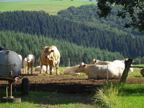 A group of cows is standing in a meadow with trees in the background. The animals are resting and enjoying the sun.