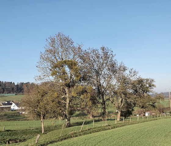 Des champs et des arbres verts devant un village du Bitburger Land, sous un ciel bleu et clair., &copy; TI Bitburger Land - Steffi Wagner