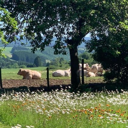 A peaceful landscape with cows lying in the grass. In the foreground, white and orange flowers are blooming.