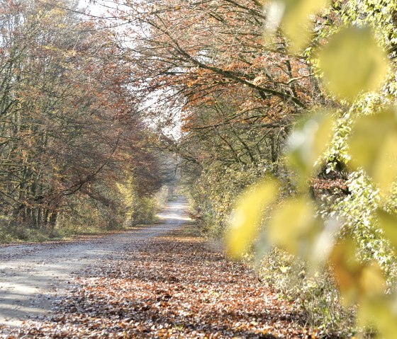 Ein herbstlicher Waldweg, ges&auml;umt von B&auml;umen mit buntem Laub. Der Boden ist mit Bl&auml;ttern bedeckt, die in der Sonne leuchten., &copy; Ti Bitburger Land