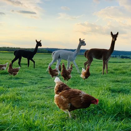 Een vredig weiland met alpaca's en kippen. De lucht is helder en de omgeving is groen.