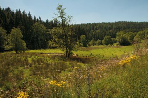 Eine friedliche Landschaft mit grünen Wiesen und Bäumen. Im Hintergrund sieht man einen dichten Wald.