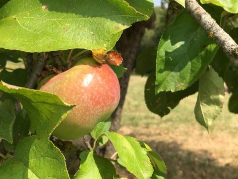 A ripe apple hangs on a tree among green leaves. The background shows a slightly blurred meadow.