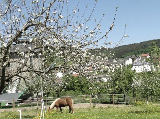 fleur-de-pomme-avec-une-vue-partielle-sur-le-holsthum, &copy; Hans-Dieter Heck