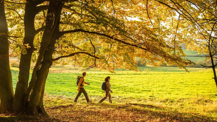 Two people are hiking through an autumn forest. The trees are brightly colored and the meadow shines in rich green.