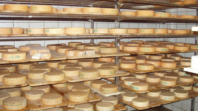 Een kaasopslag met meerdere planken, die tal van kaaswielen in verschillende maten toont. De kaaswielen zijn netjes gerangschikt en hebben etiketten voor identificatie.