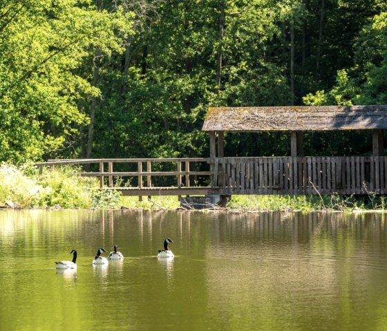 Etang de retenue sur la route Eifelgold, © Eifel Tourismus GmbH, D. Ketz