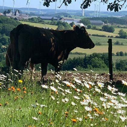 A cow stands in a meadow, surrounded by colorful wildflowers. In the background, a green landscape stretches out with vast fields.