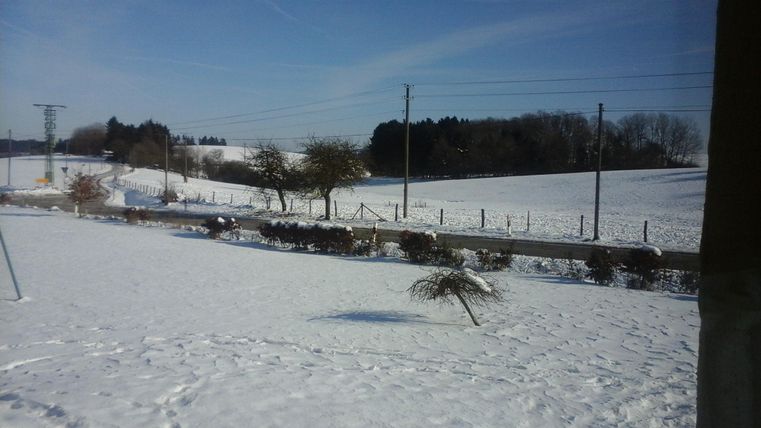 A snowy landscape with trees and a clear blue sky. In the background, meadows and fences can be seen.