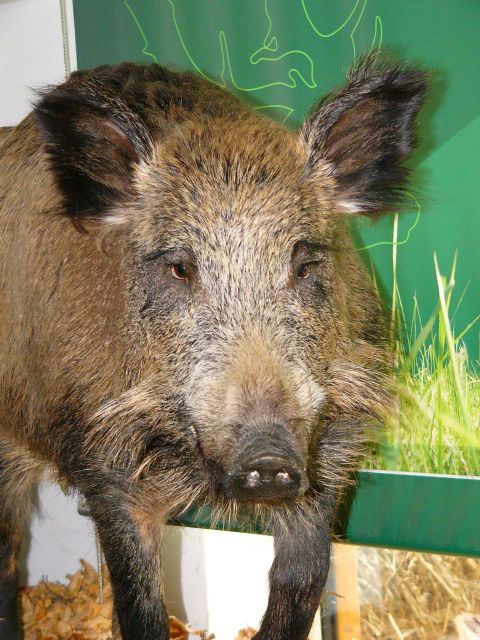A wild boar with a dense, bristly coat and impressive ears. It stands in front of a green background with grass plants.