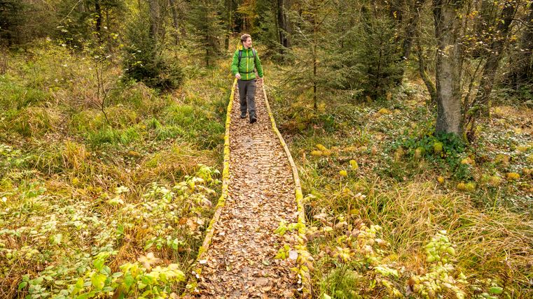 Person wandert auf einem schmalen Holzsteg durch einen herbstlichen Wald.
