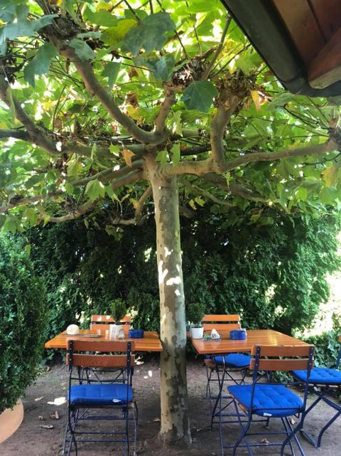 Un espace extérieur accueillant avec un grand arbre et une table. Autour de la table se trouvent des chaises bleues, entourées d'un feuillage luxuriant.