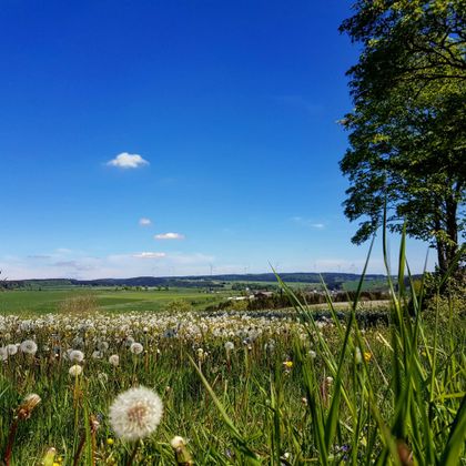 Een schilderachtig landschap met bloeiende paardenbloemen en groen gras. De lucht is blauw met enkele wolken.