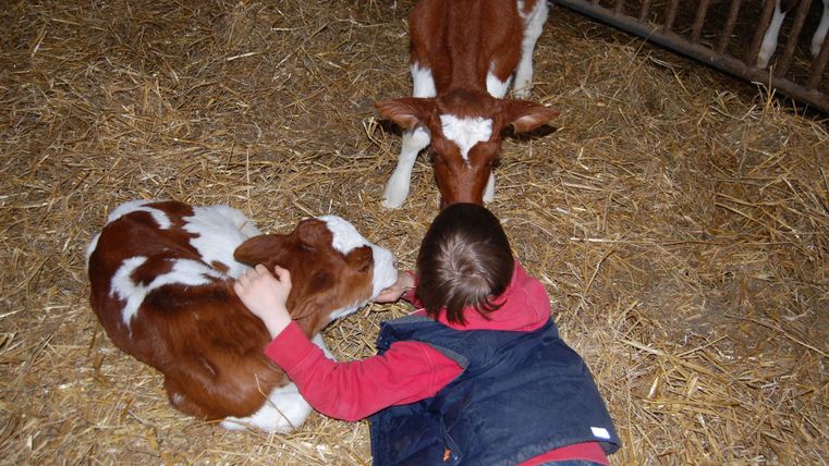 A child is lying on the ground and playing with two calves in a barn. The floor is covered with straw, and the calves are looking curiously.
