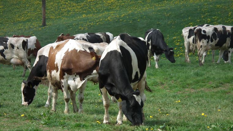 A group of cows is grazing on a green meadow. In the background, yellow flowers can be seen.
