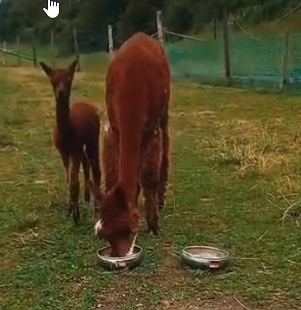Twee alpaca's eten uit schalen op een groene wei. Op de achtergrond is een hek en wat natuur te zien.