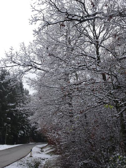 A snowy winter landscape with trees covered in snow. The road gently winds between the trees.